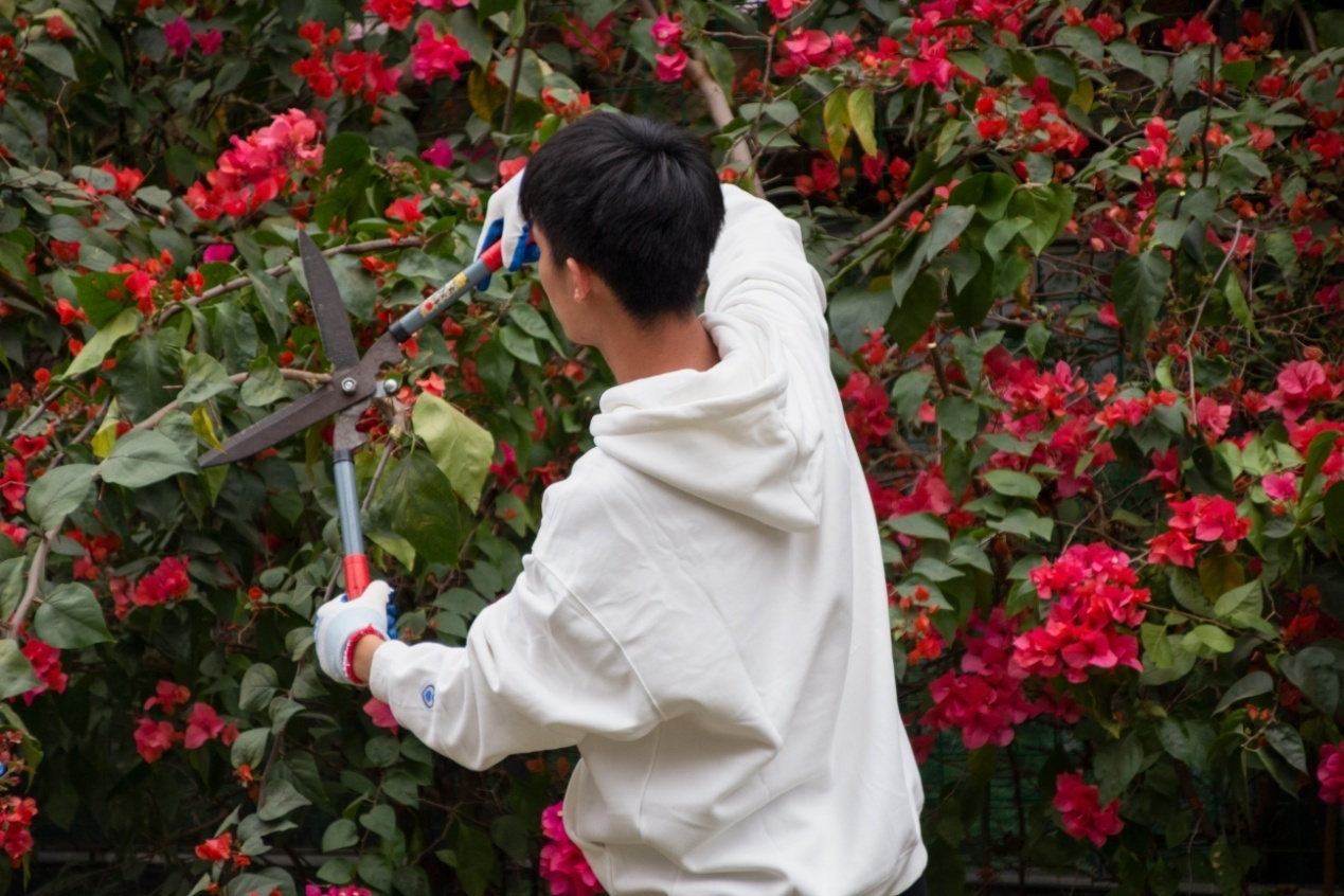 同学们亲身实践修剪三角梅